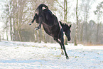 Hanoverian in the snow