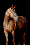 Hanoverian Portrait
