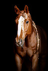 Hanoverian Portrait