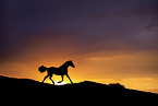 trotting Hanoverian