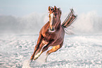 Hanoverian