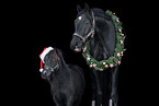 2 horses