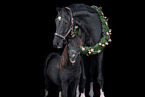 2 horses