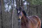 Hanoverian in winter