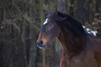 Hanoverian in winter