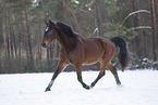 Hanoverian in winter