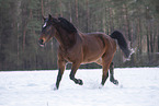 Hanoverian in winter