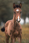 Hanoverian Foal
