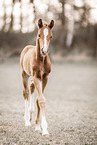 Hanoverian Foal
