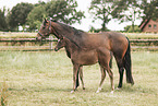 2 Hanoverians