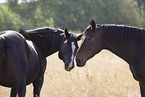 Hanoverian