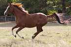 Hanoverian