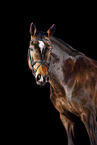 Hanoverian in studio