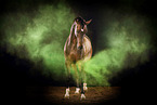 Hanoverian in studio