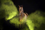 Hanoverian in studio