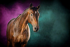 Hanoverian in studio