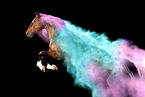 Hanoverian in studio