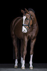 Hanoverian Horse