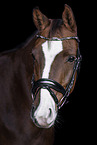 Hanoverian Horse