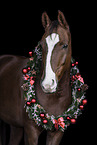 Hanoverian Horse