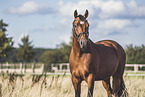 Hanoverian