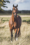 Hanoverian