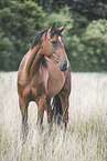 Hanoverian