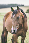 Hanoverian