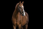 Hanoverian