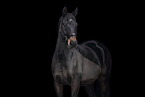 Hanoverian