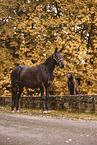 Hanoverian and dog