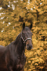 Hanoverian