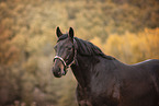 Hanoverian