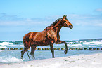 Hanoverian