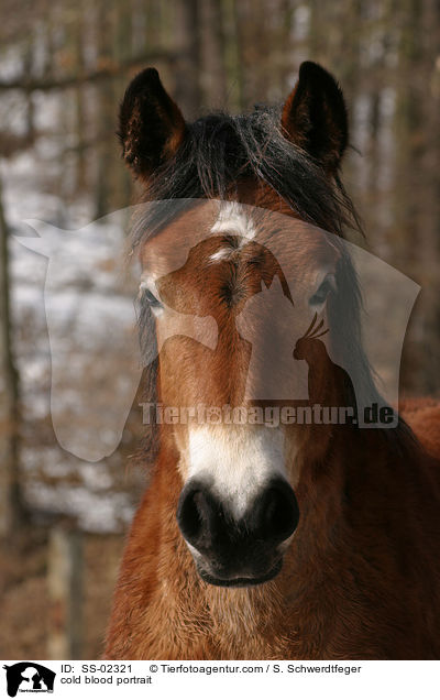 Kaltblut Portrait / cold blood portrait / SS-02321