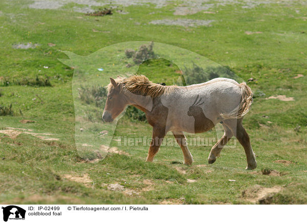 Kaltblut Fohlen / coldblood foal / IP-02499
