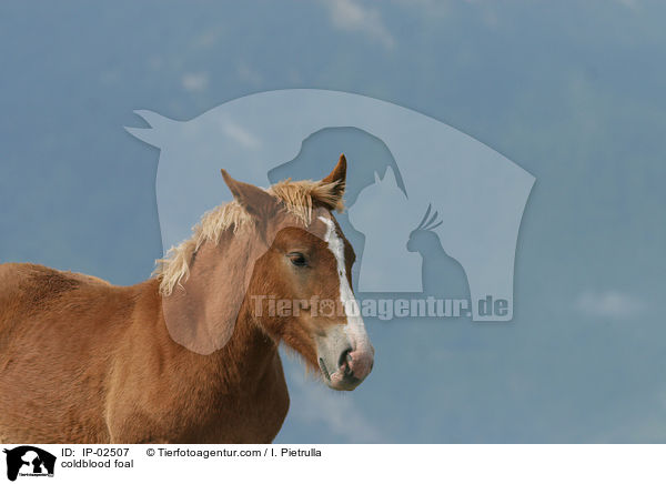 Kaltblut Fohlen / coldblood foal / IP-02507