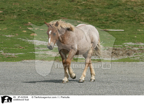 Kaltblut Fohlen / coldblood foal / IP-02508