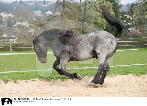 buckelndes Kaltblut / bucking coldblood / NN-01649