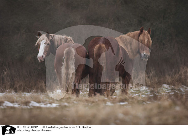 standing Heavy Horses / SB-01032