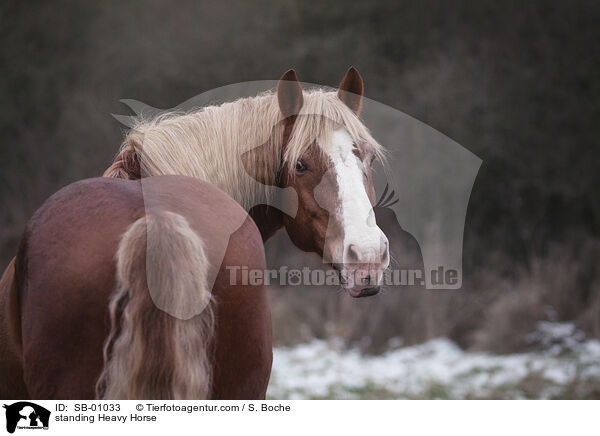 standing Heavy Horse / SB-01033