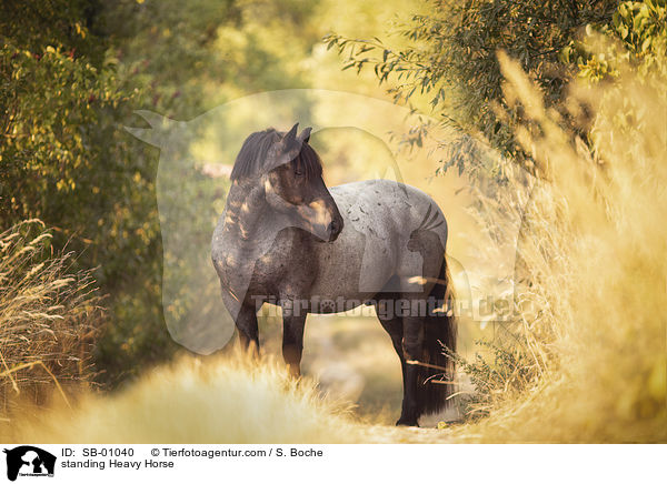 standing Heavy Horse / SB-01040