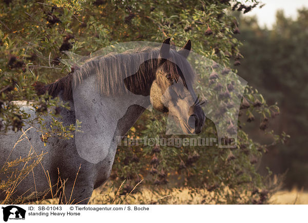 standing Heavy Horse / SB-01043
