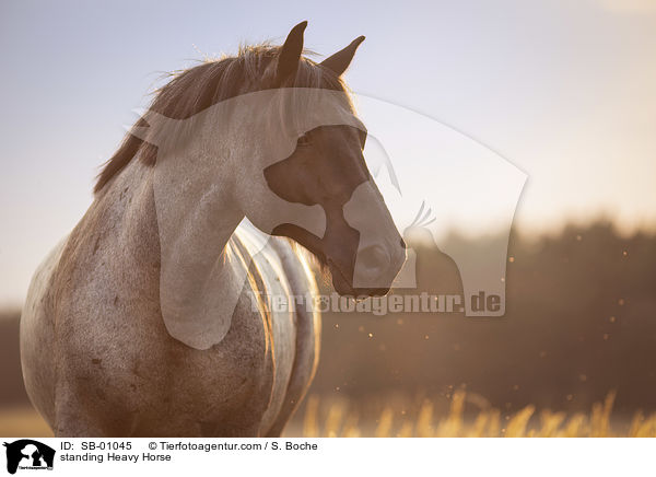 standing Heavy Horse / SB-01045