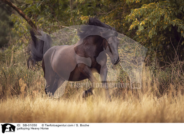 galloping Heavy Horse / SB-01050