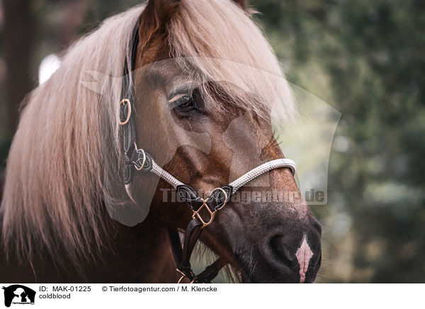 Kaltblut / coldblood / MAK-01225