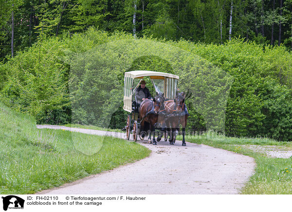 Kaltblter vor der Kutsche / coldbloods in front of the carriage / FH-02110