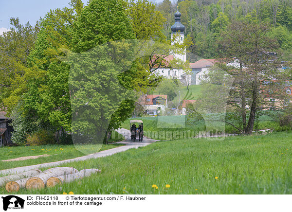 Kaltblter vor der Kutsche / coldbloods in front of the carriage / FH-02118