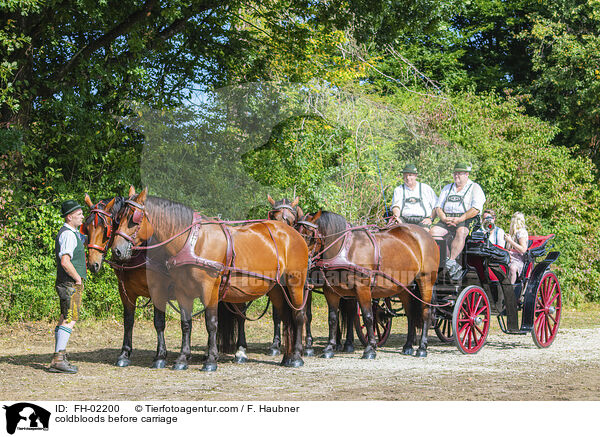 Kaltblter vor Kutsche / coldbloods before carriage / FH-02200