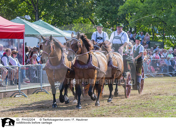 Kaltblter vor Kutsche / coldbloods before carriage / FH-02204